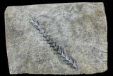 Archimedes Screw Bryozoan Fossil - Illinois #74308-1